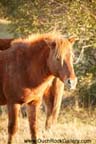 Assateague Island