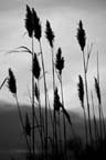 Assateague Island