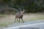 Assateague Island