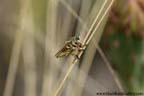 BigBend - Horse Fly