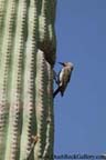 Casa Grande Ruins National Monument - Saguaro Cactus with Nesting Bird