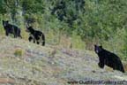 Cassiar