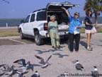 Feed the seagulls