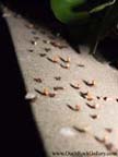 Carpenter Ants