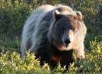 Denali