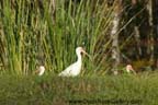 Everglades National Park