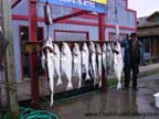 Homer