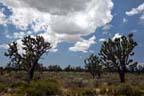 Joshua Trees