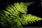 Humboldt Redwoods State Park - Ferns