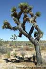 Joshua Tree National Park - Joshua Tree