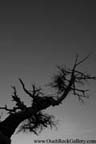 The North Rim, Grand Canyon National Park - Tree silhouette