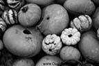 Assorted Gourds