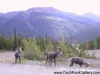 Road to Alaska