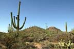Saguaro National Park - Saguaro Cactus 1
