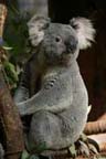 San Diego Zoo - Koala Bear