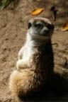 San Diego Zoo - Meercat