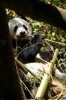 San Diego Zoo - Panda Bear