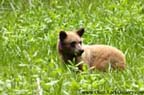 Sequoia National Park - Bear Cub