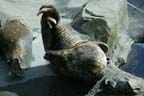 Seward