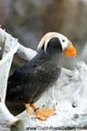 Seward