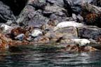 Seward