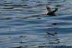 Seward