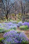 Lupine with burn area