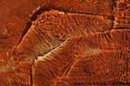 Slide Rock State Park - River Pattern