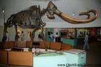 La Brea Tar Pits - Mammoth recovered from the tar pits