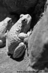 Zion National Park - Frogs